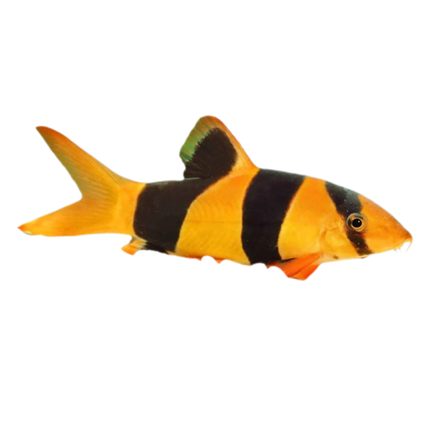 Imagem do peixe Botia Palhaço